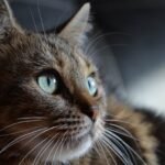 How Does Your Cat Know When You're Leaving Before You Do?