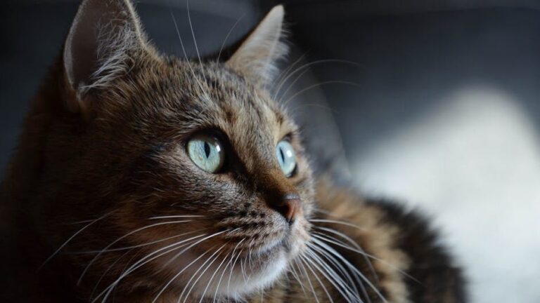 How Does Your Cat Know When You're Leaving Before You Do?