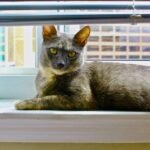 8 Everyday Household Items Your Cat Secretly Loves More Than Toys