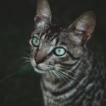 Your Cat's Nightly Patrol: More Than Just Midnight Zoomies