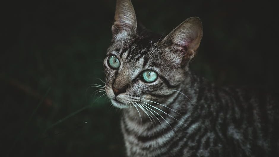 Your Cat's Nightly Patrol: More Than Just Midnight Zoomies