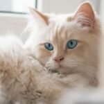 7 Cozy Cat Breeds That Are Basically Living, Purring Lap Warmers