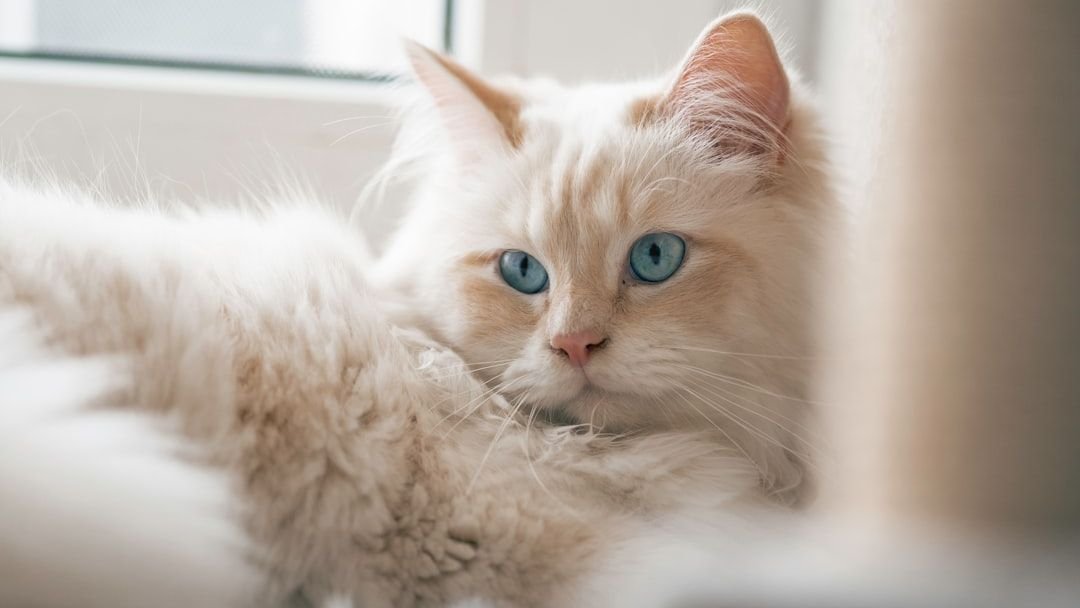 7 Cozy Cat Breeds That Are Basically Living, Purring Lap Warmers