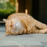 12 Common Cat Behaviors That Are Actually Ancient Survival Instincts
