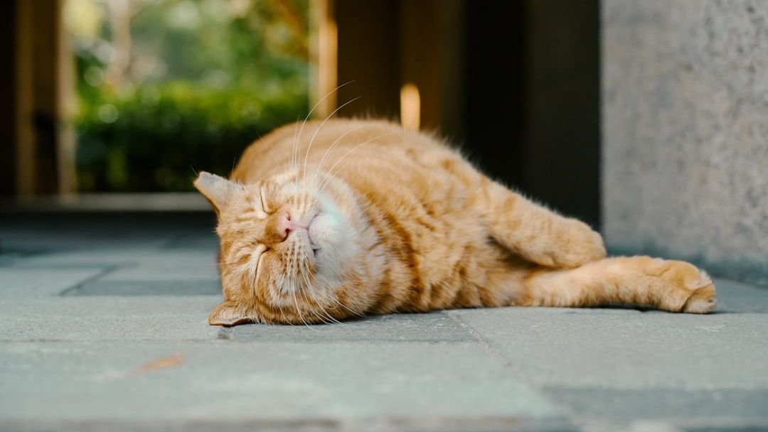 12 Common Cat Behaviors That Are Actually Ancient Survival Instincts