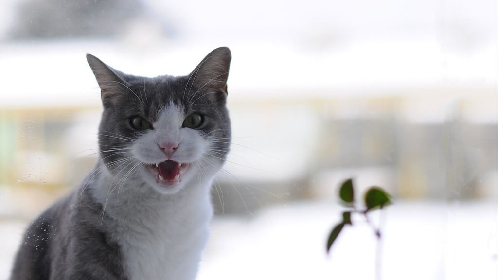 Why Do Cats 'Chatter' At Birds? Unraveling the Hunter's Instinct