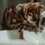 The Truth About Cats and Water: It's Not Always What You Think