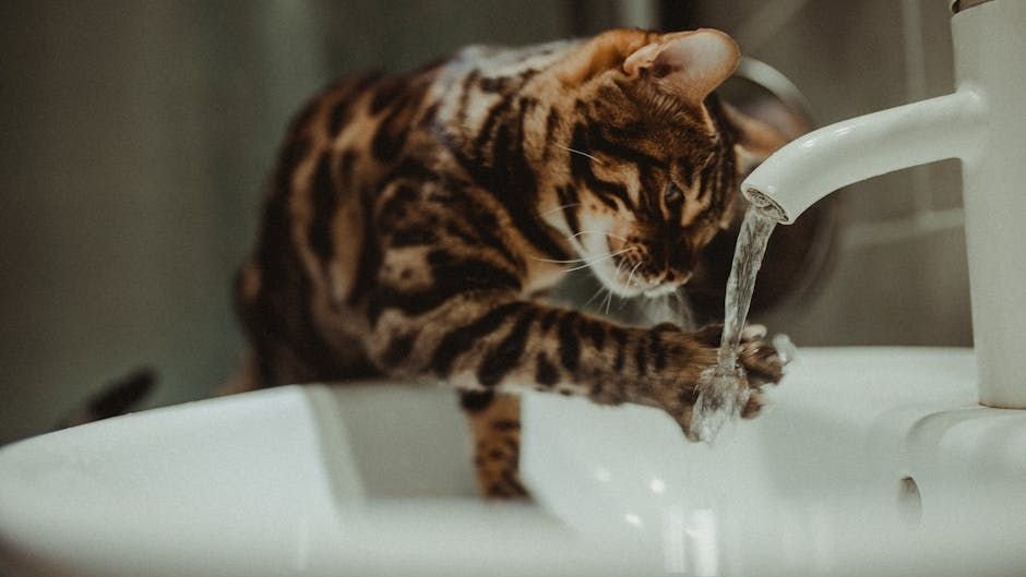 The Truth About Cats and Water: It's Not Always What You Think