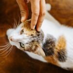 9 Common Human Habits That Confuse Your Cat (And How to Fix Them)