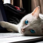 10 Adorable Ways Your Cat Tries to 'Help' You Around the House