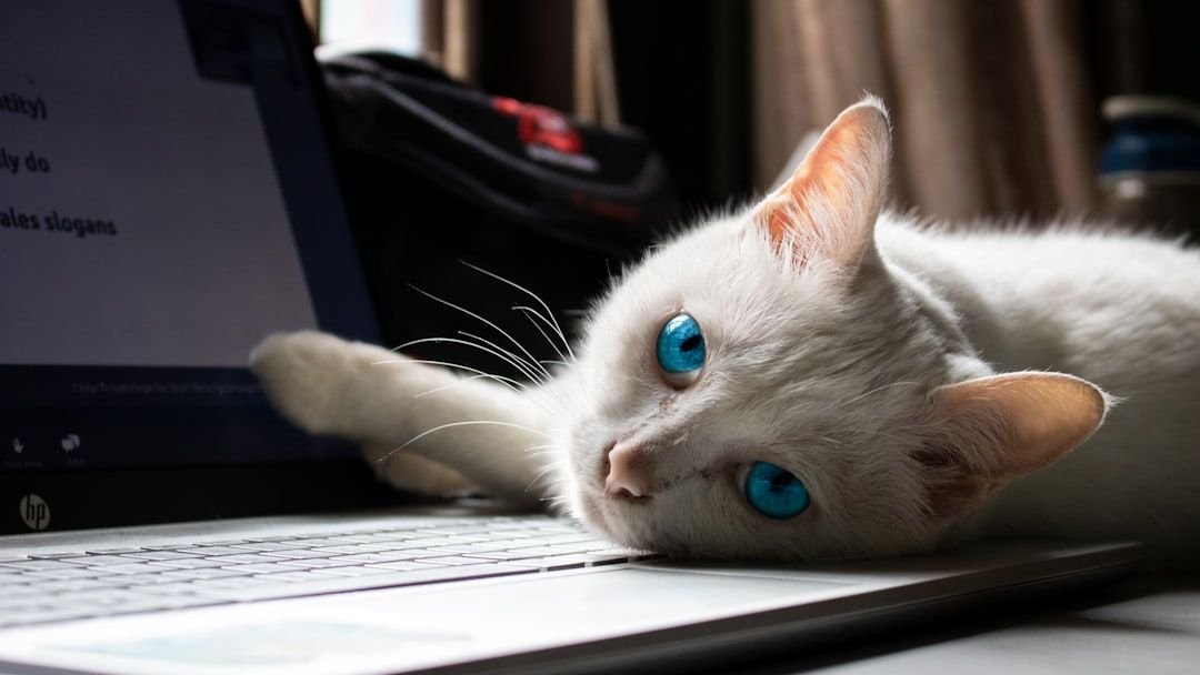 10 Adorable Ways Your Cat Tries to 'Help' You Around the House