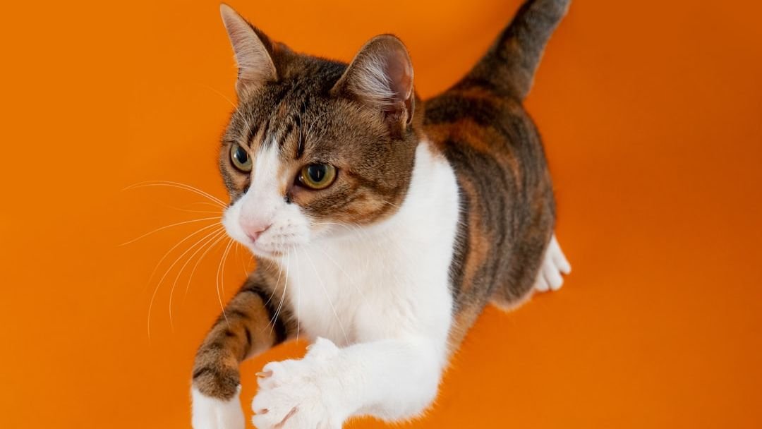 How Do Cats Always Land on Their Feet? The Physics Explained