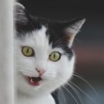 Are Cats Really Afraid of Cucumbers? Debunking the Viral Myth