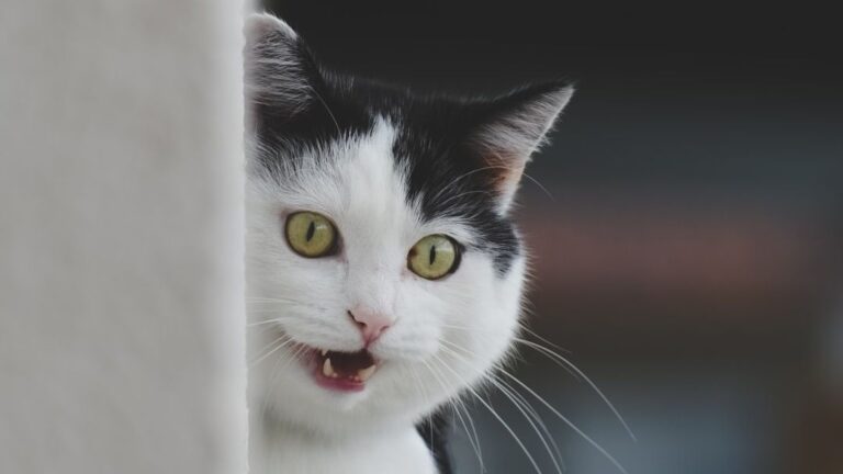 Are Cats Really Afraid of Cucumbers? Debunking the Viral Myth
