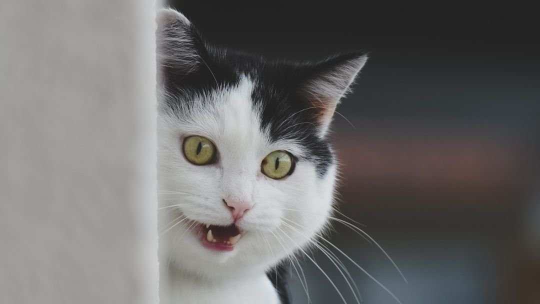 Are Cats Really Afraid of Cucumbers? Debunking the Viral Myth