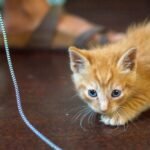 What's the Real Reason Your Cat Bites Your Ankle Playfully?