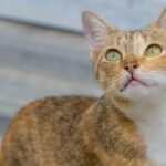 Do Cats Really Understand Our Moods, or Are They Just Observant?