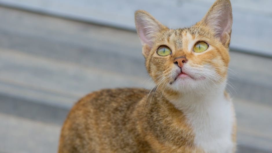 Do Cats Really Understand Our Moods, or Are They Just Observant?