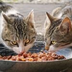 Stop Calling Them Picky: Your Cat's Food Preferences Have Ancient Roots