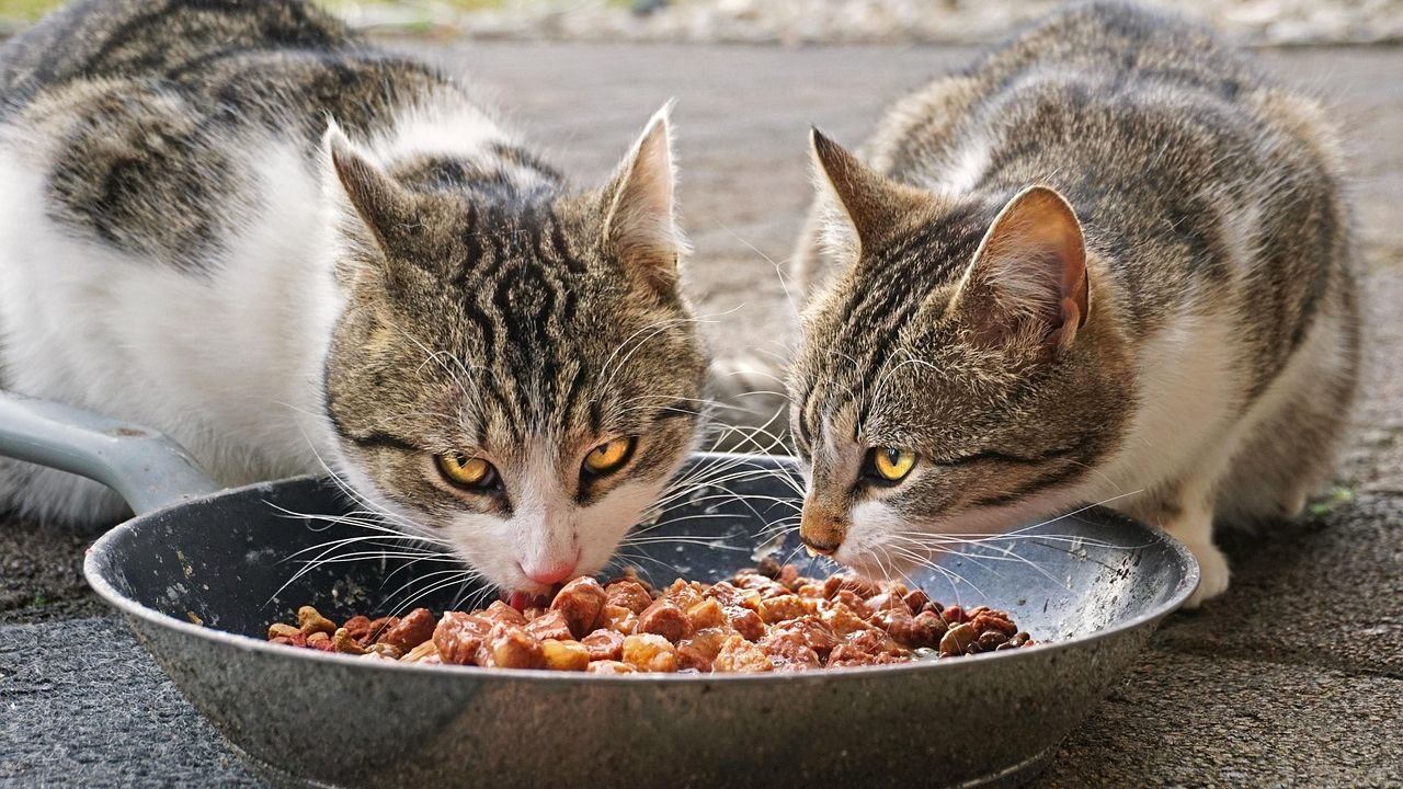 Stop Calling Them Picky: Your Cat's Food Preferences Have Ancient Roots