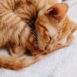 7 Ways Your Cat's Sleeping Position Reveals Their Inner World