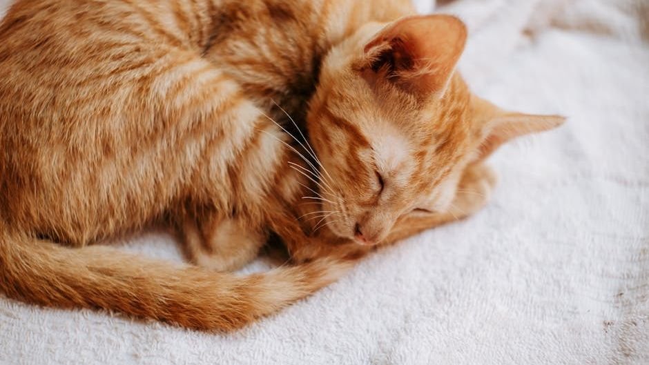 7 Ways Your Cat's Sleeping Position Reveals Their Inner World
