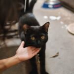 10 Things Your Cat Judges You For (And How to Win Them Over)