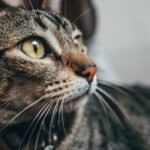 Could Your Cat Be a Genius? Subtle Signs of Feline Intelligence