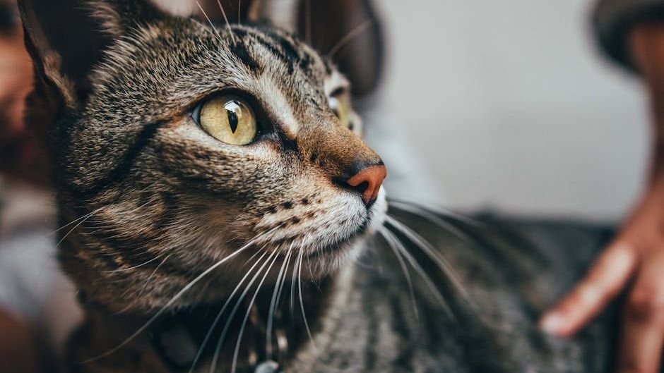 Could Your Cat Be a Genius? Subtle Signs of Feline Intelligence