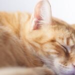 They're Not Just Sleeping: Your Cat's Naps Are Strategic Power-Ups