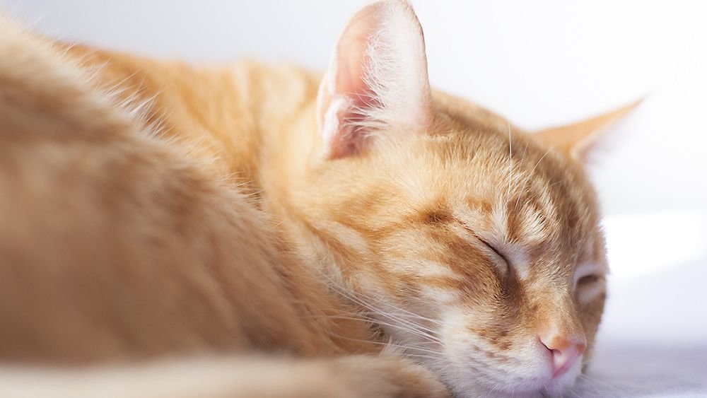 They're Not Just Sleeping: Your Cat's Naps Are Strategic Power-Ups