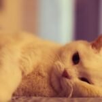 7 Gentle Ways to Tell if Your Cat Is Feeling a Bit Under the Weather