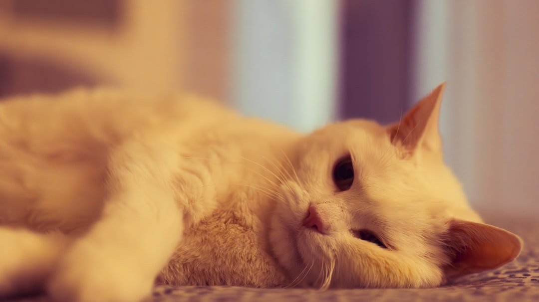 7 Gentle Ways to Tell if Your Cat Is Feeling a Bit Under the Weather