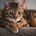 10 Cat Breeds That Can Become Difficult Without Structure and Training