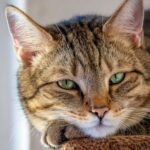 Why Do Some Cats Prefer Solitude, Even With Their Favorite Human?