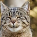 The Way Your Cat Blinks At You Is a Declaration of Trust