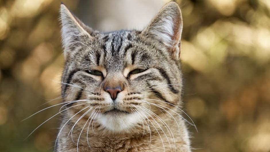 The Way Your Cat Blinks At You Is a Declaration of Trust