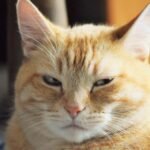 Forget What You Heard: Cats DO Get Jealous, And Here's Why