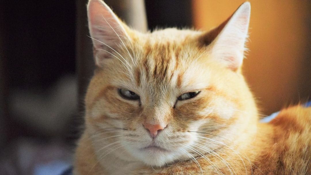 Forget What You Heard: Cats DO Get Jealous, And Here's Why