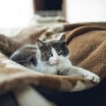 11 Cat Behaviors That Show True Affection (And 5 That Are Often Misunderstood)