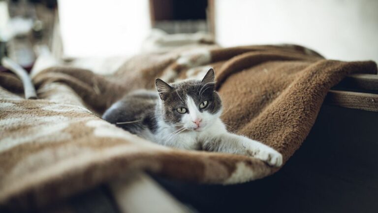 11 Cat Behaviors That Show True Affection (And 5 That Are Often Misunderstood)
