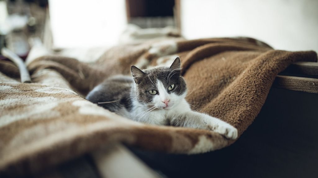 11 Cat Behaviors That Show True Affection (And 5 That Are Often Misunderstood)