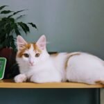 10 Cat Breeds That Hate Being Picked Up (And 5 That Secretly Love It)