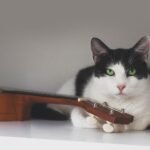 10 Signs Your Cat Is Secretly Judging Your Taste in Music