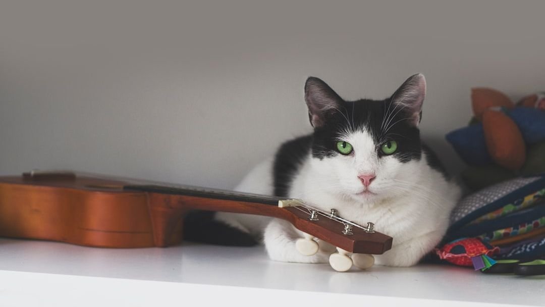 10 Signs Your Cat Is Secretly Judging Your Taste in Music