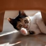 7 Ways Even the Grumpiest Cat Shows Undeniable Love