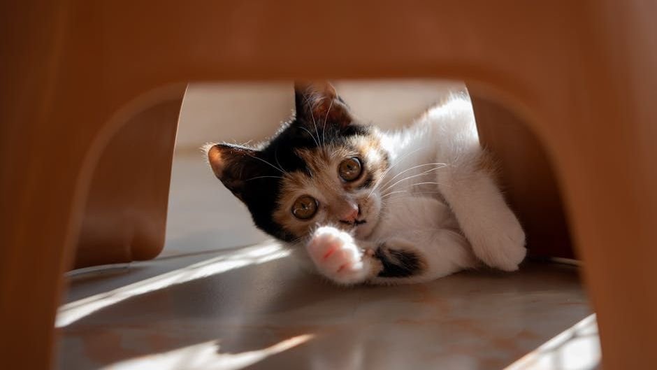 7 Ways Even the Grumpiest Cat Shows Undeniable Love