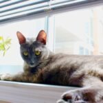 12 Cat Breeds That Might Be Too Independent for First-Time Owners