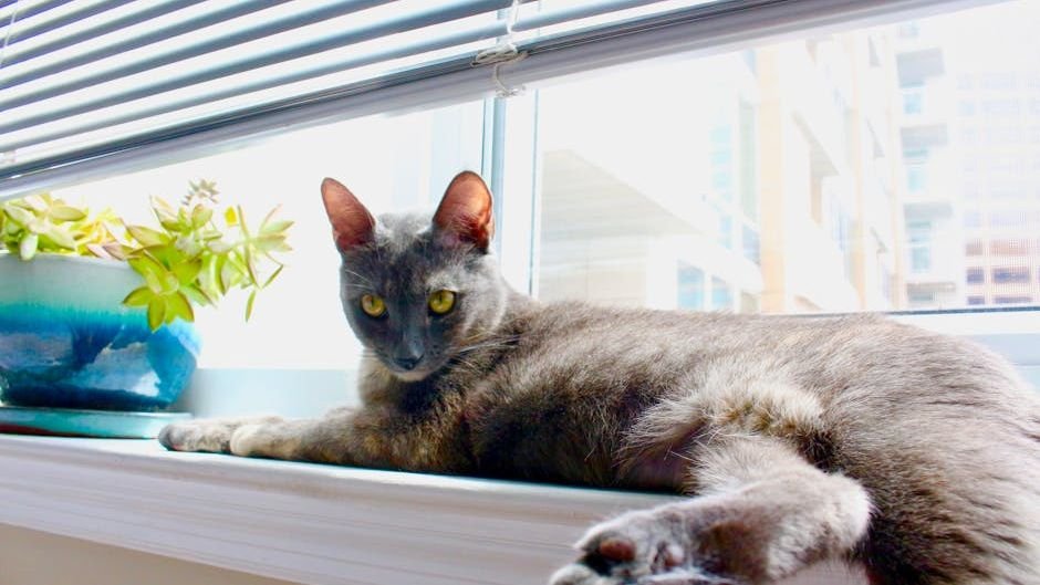 12 Cat Breeds That Might Be Too Independent for First-Time Owners