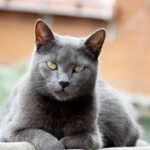 10 Cat Breeds That Bond Deeply With One Person (And 5 That Love Everyone Equally)